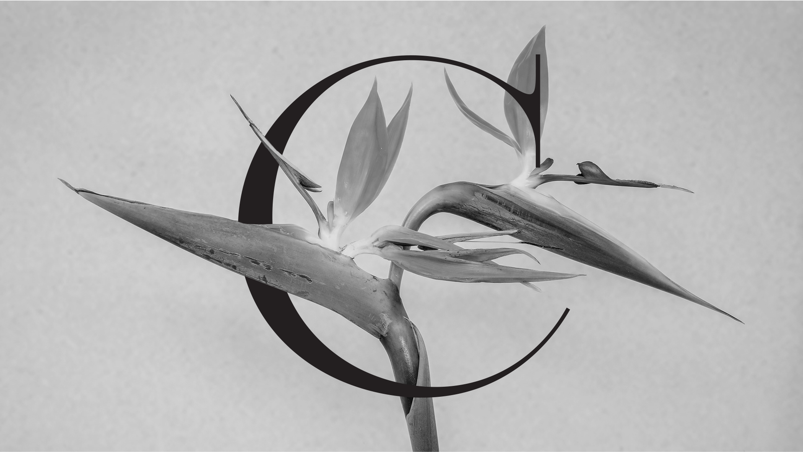 Casa de las Flores brand identity key visual.